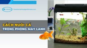 cách nuôi cá trong phòng máy lạnh