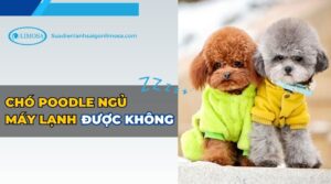 chó poodle ngủ máy lạnh được không