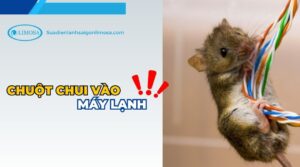 chuột chui vào máy lạnh