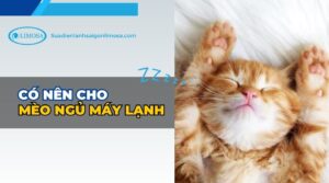 có nên cho mèo ngủ máy lạnh