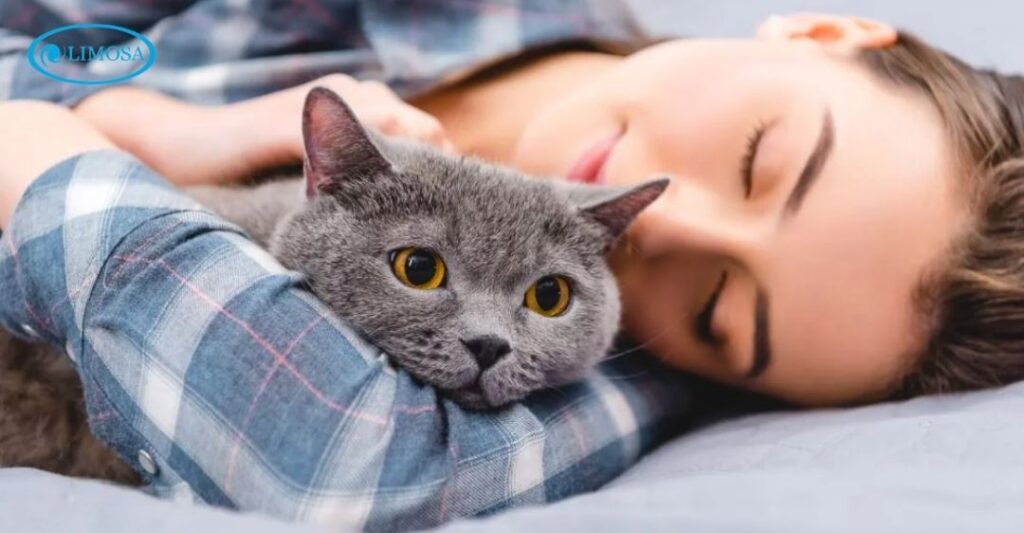 mèo ngủ máy lạnh được không