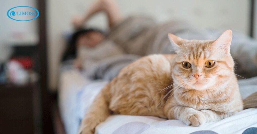 rủi ro mèo ngủ máy lạnh